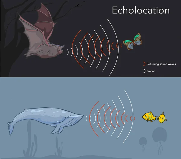 Ilustrace Zobrazující Schopnost Některých Zvířat Používat Sonar Nebo Echolokaci — Stockový vektor