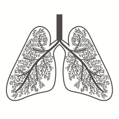 İnsan ciğerleri. Solunum sistemi. Akciğerleri sağlıklı. Ağaç şeklinde.