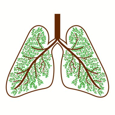 İnsan ciğerleri. Solunum sistemi. Akciğerleri sağlıklı. Bir ağaç şeklinde ışık.