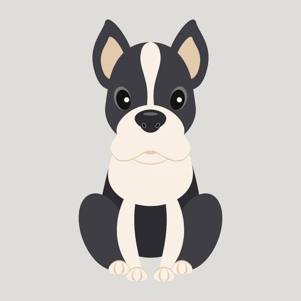 Dog Breed Boston Terrie Vector Illustration — Stock Vector