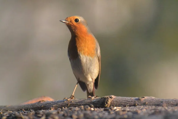 Erithacus Rubecula Robin Cervenka Obecna — Stockfoto