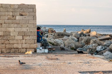 Rodos, Yunanistan - Haziran 2021: Yunanistan 'ın Rodos kentindeki Mandraki limanında kediler gün batımında.