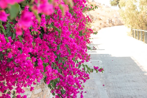 Rosa Blommor Gatan Symi Island Nära Rhodos Grekland — Stockfoto