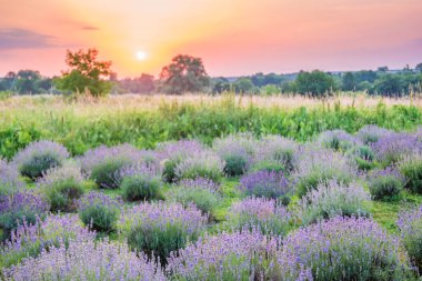 Mor lavanta alan gün batımında.