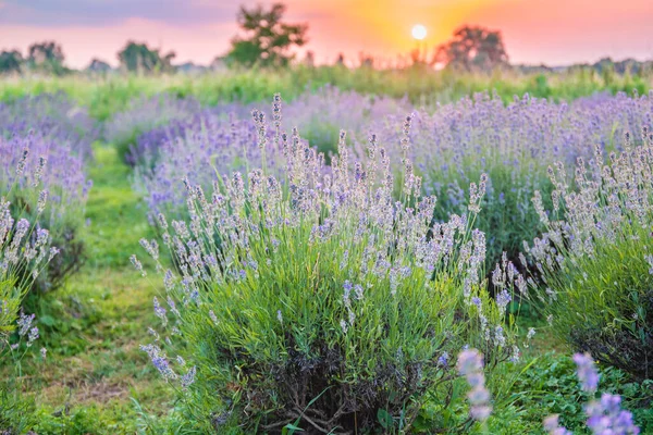 Violet Lavender Field Sunset — Stock Photo, Image