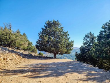 Yunanistan 'ın Rodos adasındaki Tsambika manastırı yakınlarındaki bir ağaç.