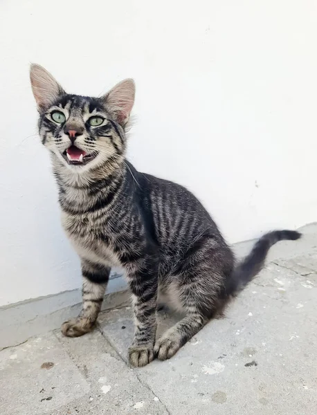 Yunanistan 'ın Rodos kentinin sokaklarında kediler.