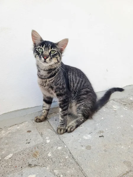 Yunanistan 'ın Rodos kentinin sokaklarında kediler.