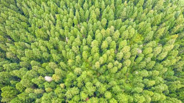 Karpatlar 'daki yeşil orman ağaçlarının yukarıdan görünüşü. Drone fotoğrafçılığı.