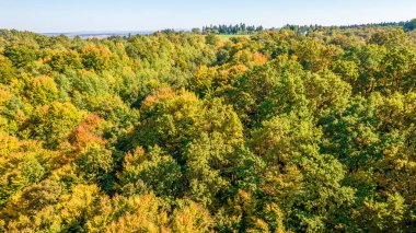 Karpatlar 'daki sonbahar ağaçlarının yukarıdan görünüşü. Drone fotoğrafçılığı.