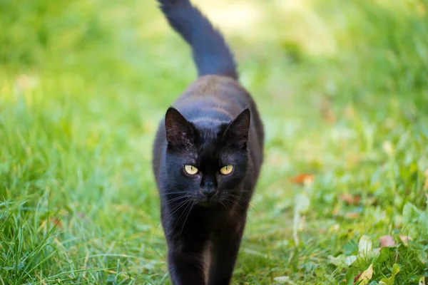 Svart Katt Promenad Det Gröna Gräset — Stockfoto