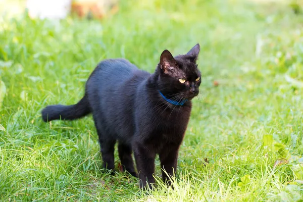 Svart Katt Promenad Det Gröna Gräset — Stockfoto
