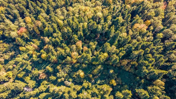 Aerial Top View Autumn Forest Trees Carpathians Drone Photography — Stock Photo, Image