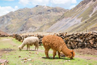 Peru 'nun Cusco ilindeki Vinicunca Gökkuşağı Dağı yakınlarındaki Peru And Dağları' nda Alpakalar.