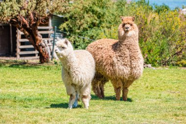 Titicaca Gölü kıyılarında Peru alpakaları.