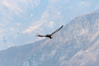 Peru 'daki Colca Kanyonu üzerinde yükselen And Akbabası.