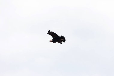 Peru 'daki Colca Kanyonu üzerinde yükselen And Akbabası.