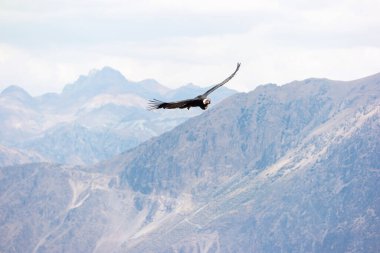 Peru 'daki Colca Kanyonu üzerinde yükselen And Akbabası.