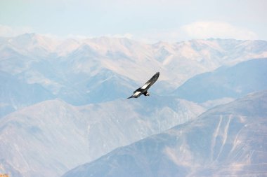 Peru 'daki Colca Kanyonu üzerinde yükselen And Akbabası.