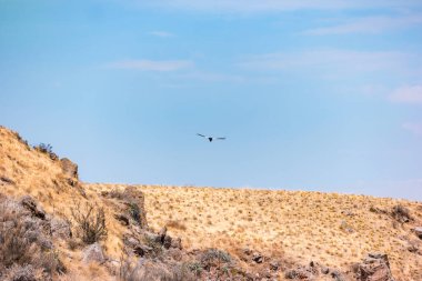 Peru 'daki Colca Kanyonu üzerinde yükselen And Akbabası.