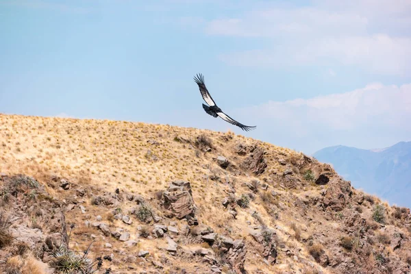 Soaring Andean Condor Colca Canyon Peru — Stock Photo, Image
