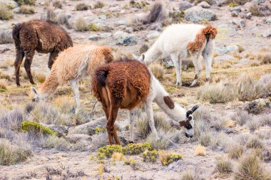 Peru 'da, Colca kanyonu yakınlarında, lama ve alpakalar..