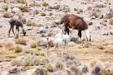 Peru 'da, Colca kanyonu yakınlarında, lama ve alpakalar..