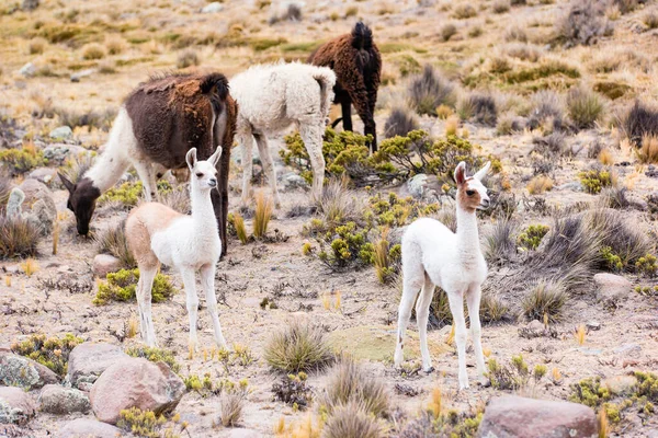 Llamas Alpacas Cerca Del Cañón Colca Perú — Foto de Stock