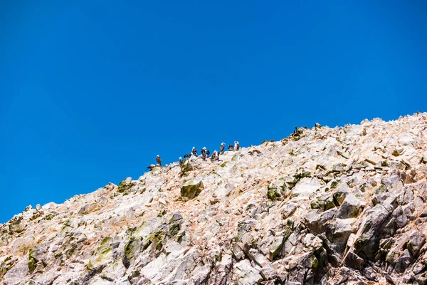 Peruvian Boobies Sula Variegata Ballestas Islands Peru — Stock Photo, Image