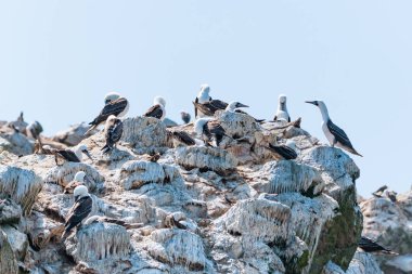 Peru 'daki Ballestas Adaları' nda Peru memeleri (Sula variegata).