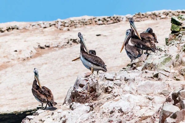 Peruaanse Pelikanen Ballestas Eilanden Peru — Stockfoto