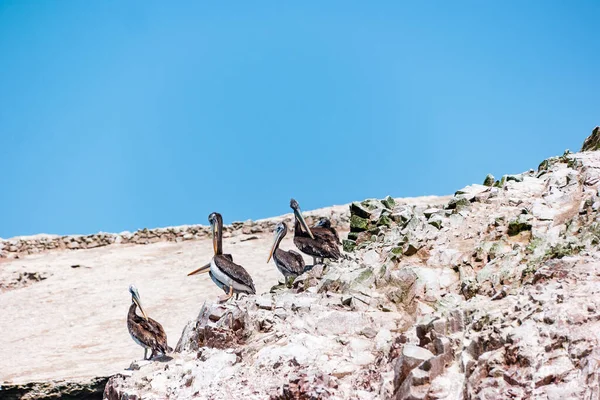 Peruaanse Pelikanen Ballestas Eilanden Peru — Stockfoto