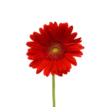 Güzel Gerbera çiçeği beyaz arka planda izole edilmiş.