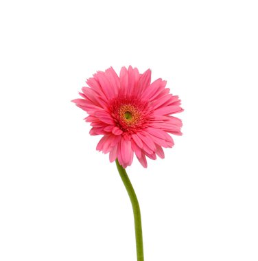 Güzel Gerbera çiçeği beyaz arka planda izole edilmiş.