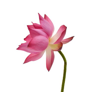 Güzel Pembe Lotus Çiçeği beyaz arkaplanda izole edilmiş