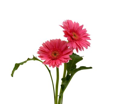 Güzel pembe gerbera çiçeği beyaz arka planda izole edilmiş.