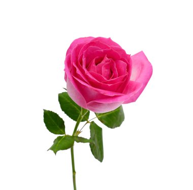 Beyaz arkaplanda izole edilmiş güzel gül çiçeği