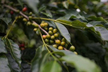 green coffee beans growing in the farm.