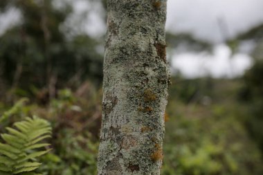 Arkasında ağaç olan yeşil bir orman.