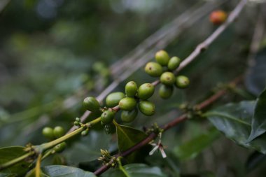 a coffee beans in brazil