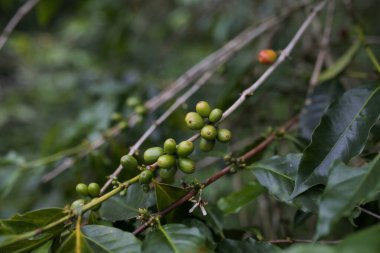 Ağaçtaki yeşil kahve çekirdekleri