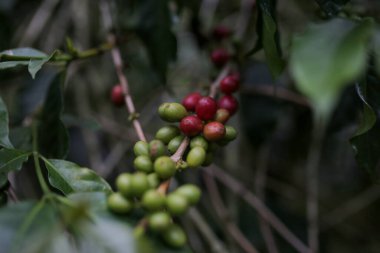 coffee beans on the plant