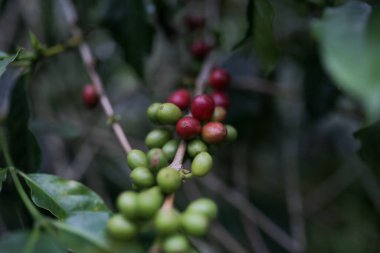 red coffee beans in a farm