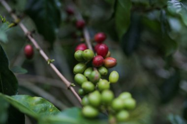 close view of fresh red coffee beans