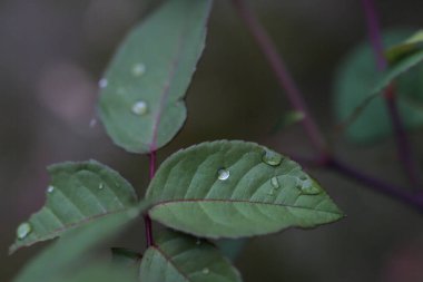 Güzel botanik fotoğrafı, doğal duvar kağıdı.