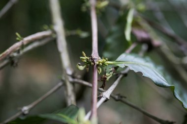 Orta bölgede yeni bir kahve çiçeği yetişiyor.
