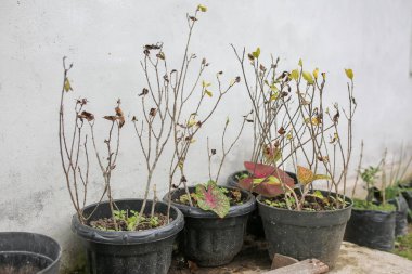 Güzel botanik fotoğrafı, doğal duvar kağıdı.