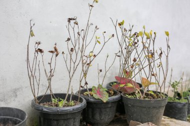 Güzel botanik fotoğrafı, doğal duvar kağıdı.