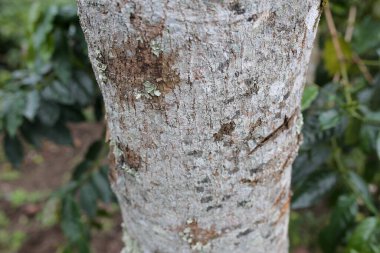 Çiçekler solmuş ve evin yanında ölmeye başlamışlar.