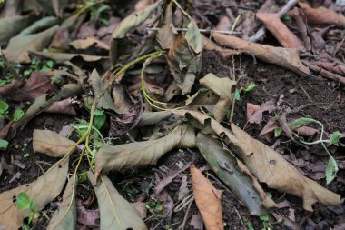 Sonbahar yaprakları, bitki örtüsü ve yapraklar